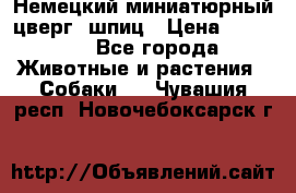 Немецкий миниатюрный(цверг) шпиц › Цена ­ 50 000 - Все города Животные и растения » Собаки   . Чувашия респ.,Новочебоксарск г.